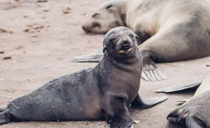 The Ultimate Guide to Namibia Self-Drive Budget-friendly Camping Safaris Cape Cross