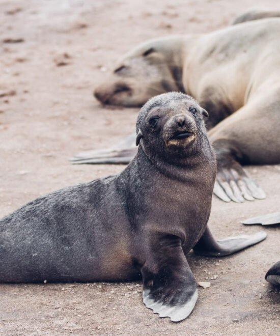 Home Cape Cross Seals
