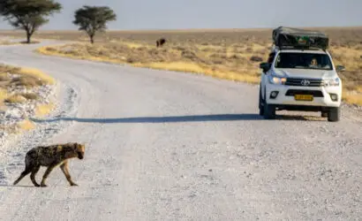The Ultimate Guide to Namibia Self-Drive Budget-friendly Camping Safaris Etosha Drive
