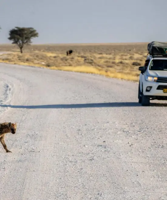 Home Etosha Nature Reserve