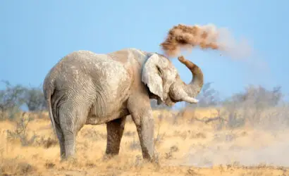 The Ultimate Guide to Namibia Self-Drive Budget-friendly Camping Safaris Etosha