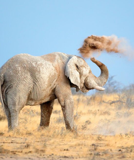 Home Etosha Elephant