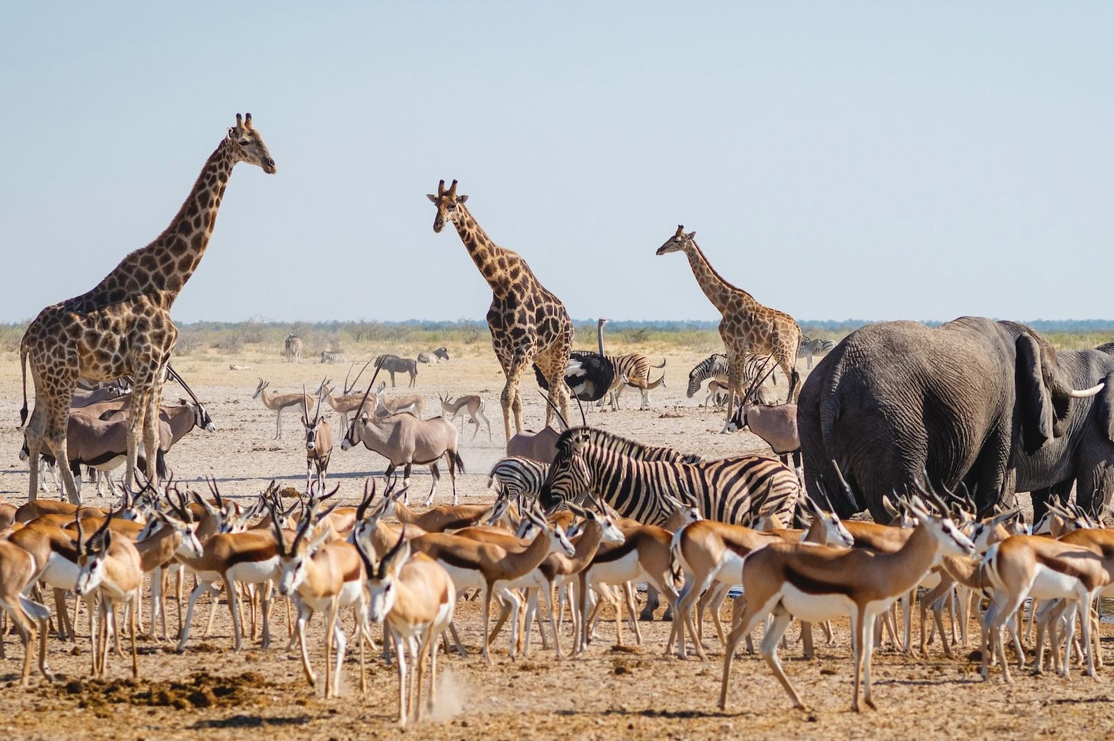 Etosha Reserve Waterhole