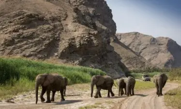 Home 15Hoanib Valley Camp Elephants in river bed 1198x800 1