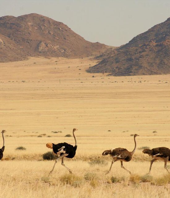 Namib-Naukluft National Park: Travel Guide & Desert Tours Namib-Naukluft Park