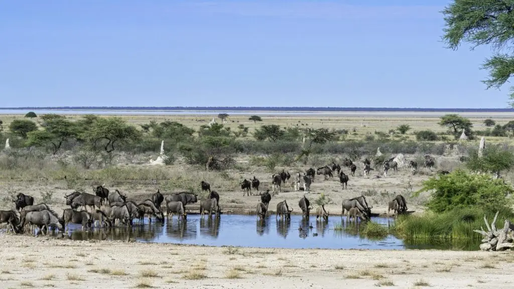 What Wildlife Can You See On a 14 Day Namibia Self-drive Safari what wildlife can you see on a 14 day namibia self-drive safari