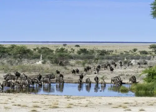 What Wildlife Can You See On a 14 Day Namibia Self-drive Safari What Wildlife Can You See On a 14 Day Namibia Self-drive Safari